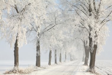 Winter dirt road in the morning clipart