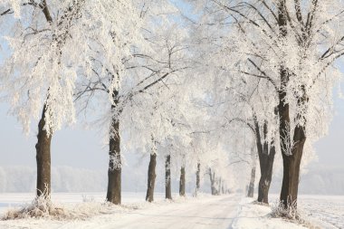 Winter dirt road in the morning clipart