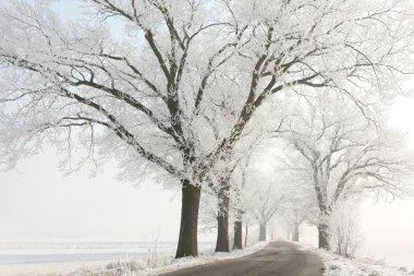 Winter lane among the trees covered in frost clipart