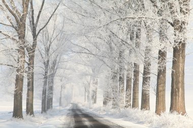 Winter country road among frosted trees