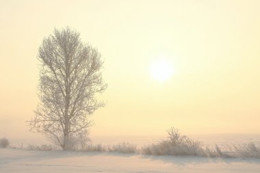 Frosty winter tree on a misty morning clipart