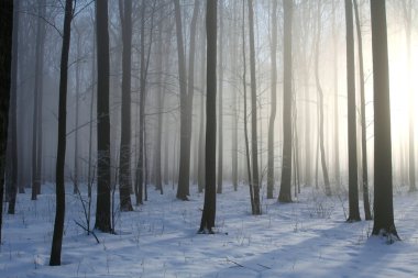 Misty winter forest at dawn clipart