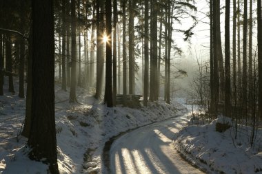 Winter coniferous forest at dusk clipart