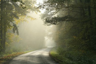 sisli sonbahar ormandaki kırsal lane