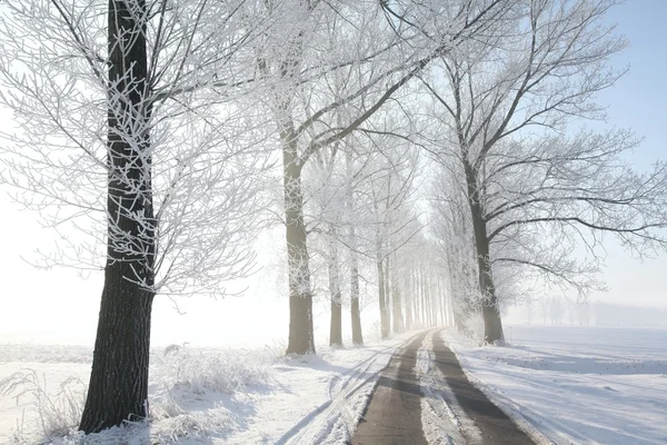 Pista de inverno em uma manhã ensolarada — Fotografia de Stock