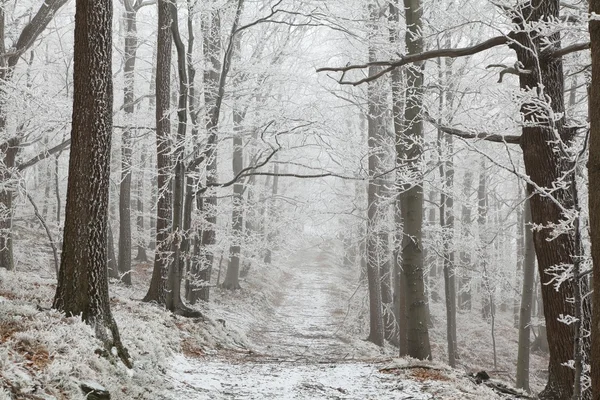 Szlak leśny na zimowy poranek — Zdjęcie stockowe
