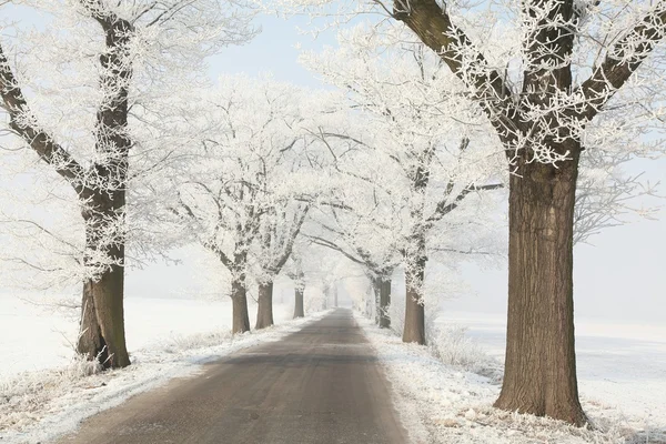 Vintern lane på morgonen — Stockfoto