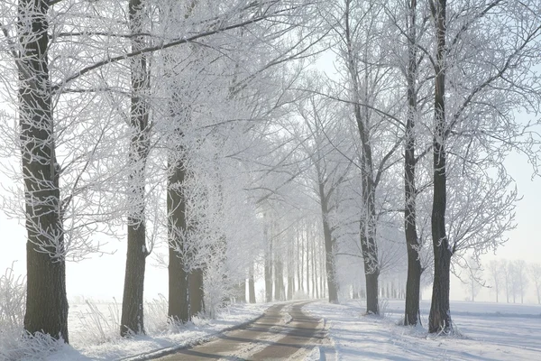 Estrada rural de inverno pela manhã — Fotografia de Stock