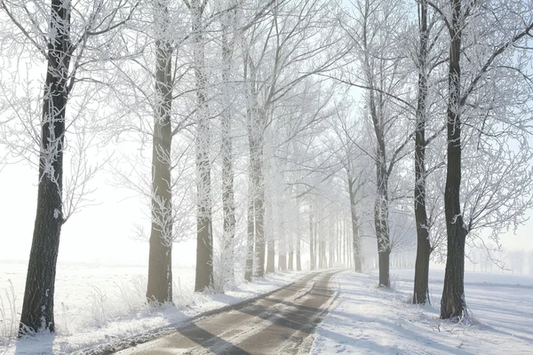 Vintern gränd bakgrundsbelyst av morgonsolen — Stockfoto