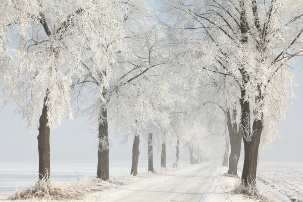 Vintern grusväg på morgonen — Stockfoto