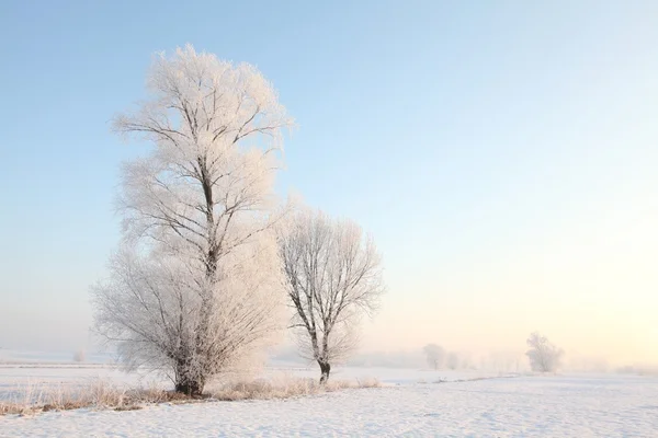 Árvores de inverno geladas no campo — Fotografia de Stock