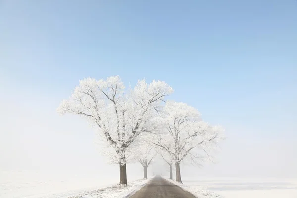 晴れた朝に冬の風景 — ストック写真