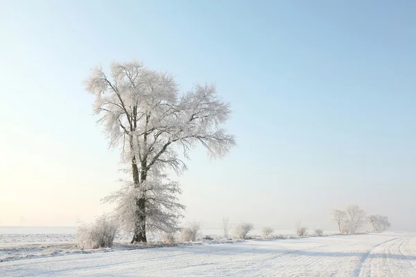 Árvore de inverno gelada no campo — Fotografia de Stock