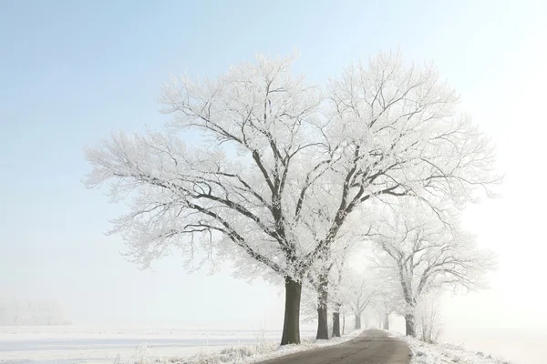 Vinterträd täckta med frost — Stockfoto