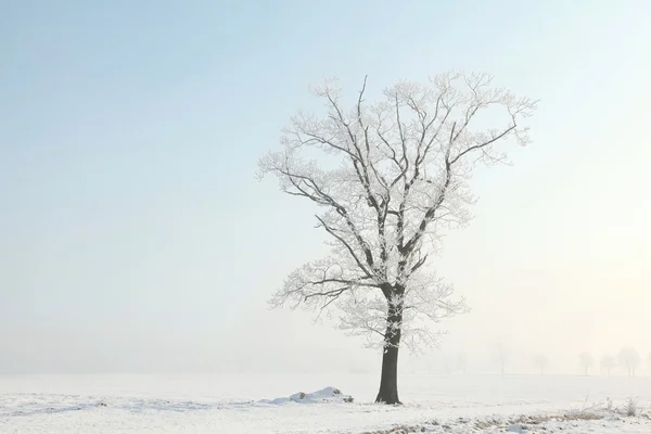 Arbre solitaire d'hiver couvert de givre — Photo