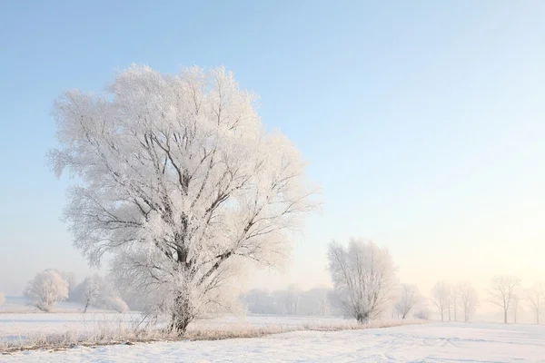 Paisaje de árbol de invierno helado al amanecer — Foto de Stock