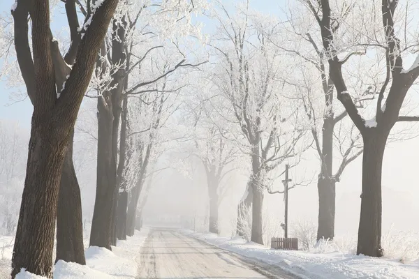 Strada di campagna nebbiosa tra alberi ghiacciati — Foto Stock
