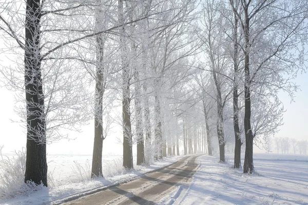 Estrada rural de inverno em uma manhã ensolarada — Fotografia de Stock