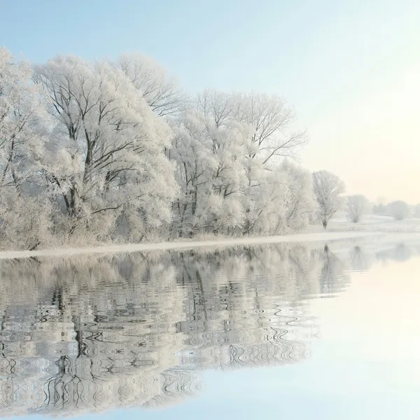 Frostiga vinter träd i gryningen — Stockfoto