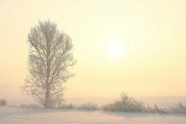 Frostiga vinter träd på en Dimmig morgon — Stockfoto