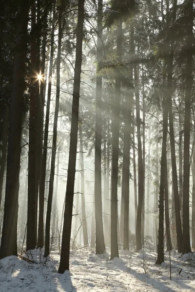 Winterlicher Nadelwald im Morgengrauen — Stockfoto