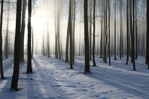 Тропа в зимнем лесу туманным утром — стоковое фото