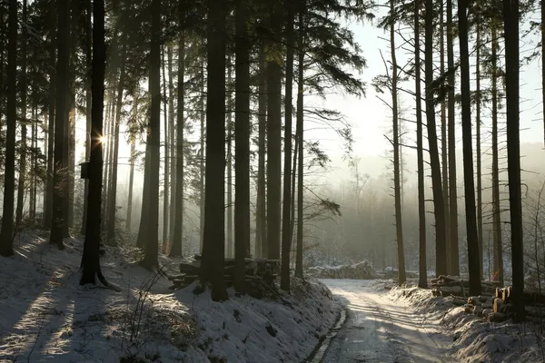 Zimní jehličnatého lesa za soumraku — Stock fotografie
