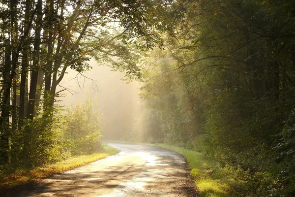 Obszarów wiejskich lane w jesień las na brzasku ranny — Zdjęcie stockowe