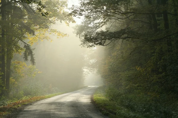 Corsia rurale nella nebbiosa foresta autunnale — Foto Stock