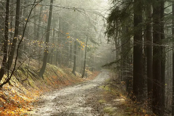 Misty forest trail — Stock Photo, Image