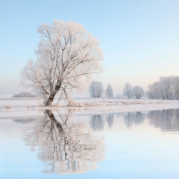 Ijzig winter boom bij dageraad Stockfoto
