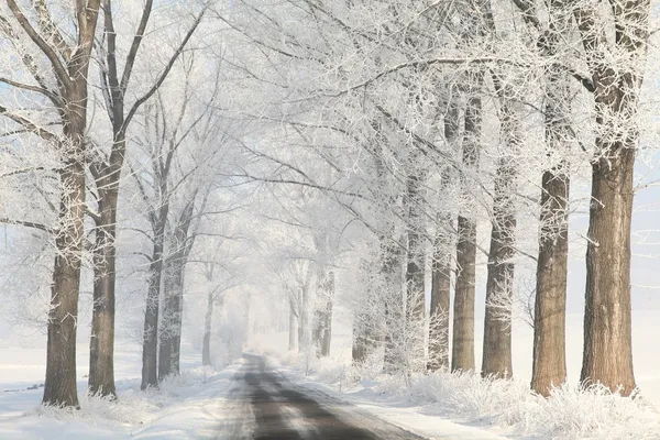 Vinterväg land bland frostat träd Stockbild