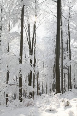 Snowy winter forest on a sunny morning clipart