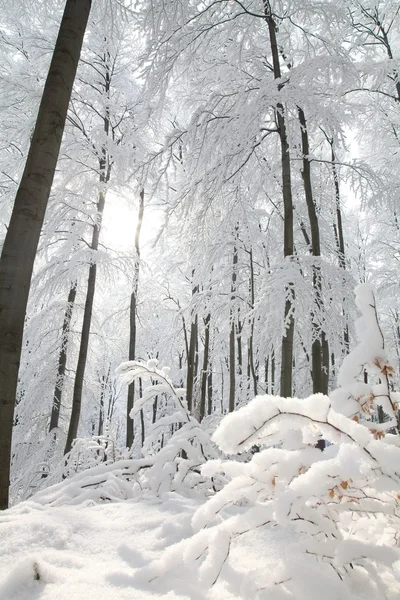 Зимний лес на солнце — стоковое фото