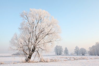 Winter landscape at dawn clipart