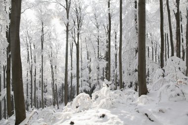 Landscape of winter beech forest on a frosty morning clipart