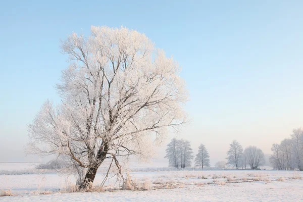 Paysage hivernal à l'aube — Photo