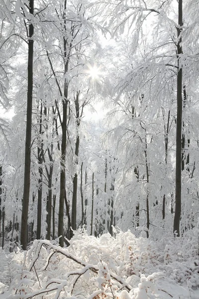 Snowy winterbos op een zonnige ochtend — Stockfoto