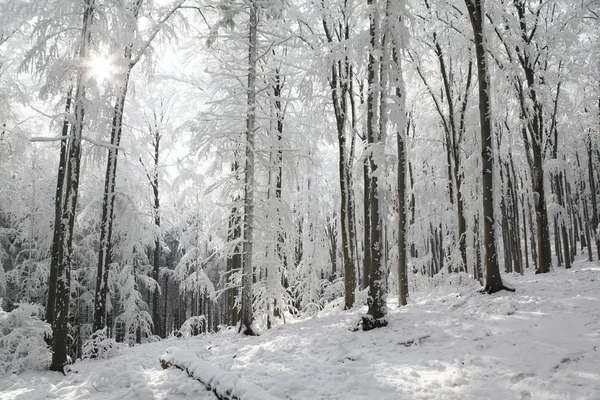 Paesaggio della foresta invernale — Foto Stock