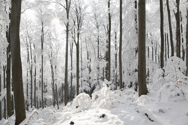 Paesaggio della foresta di faggi invernali in una mattina gelida — Foto Stock