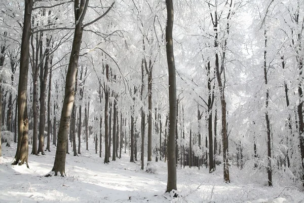 Bosque de invierno bajo el sol — Foto de Stock