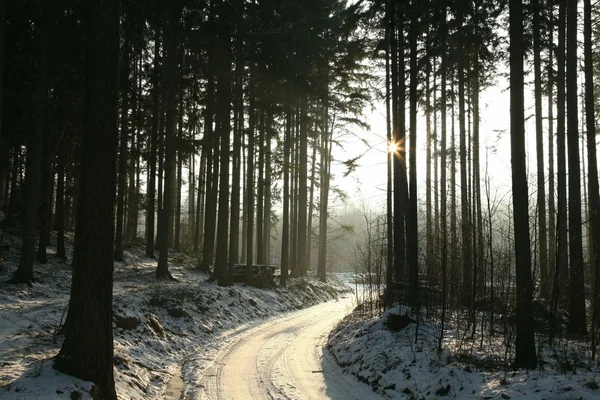 Foresta di conifere invernale al tramonto — Foto Stock
