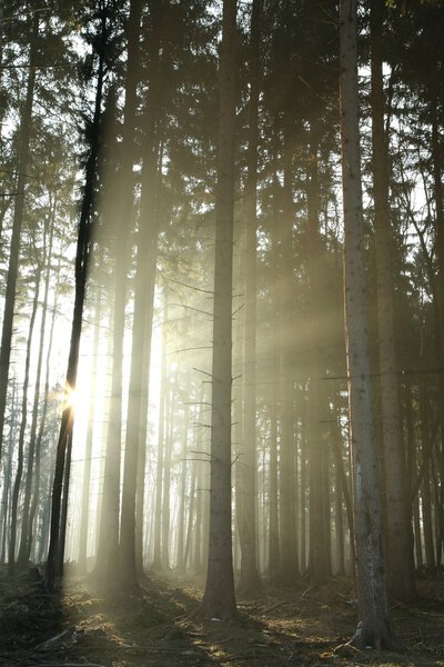 Misty coniferous forest at dawn