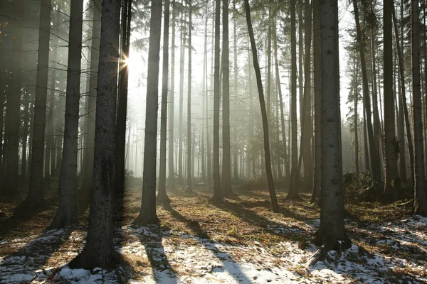 Mistige naaldhout bos bij dageraad — Stockfoto