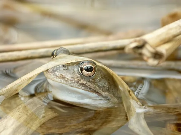 Closeup of frog — Stock Photo, Image