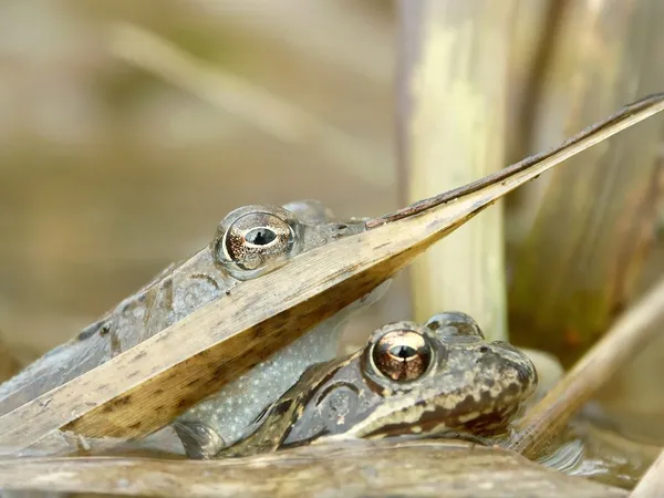 Closeup of frog — Stock Photo, Image