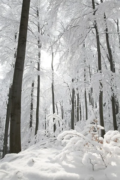 Зимний лес на солнце — стоковое фото