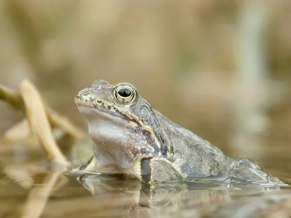 개구리의 근접 사진 — 스톡 사진
