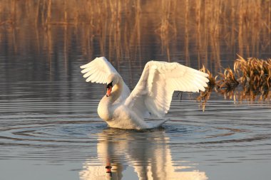 Swan on the lake at dawn clipart