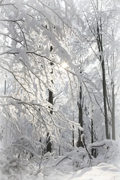 햇볕이 잘 드는 겨울 숲 — 스톡 사진